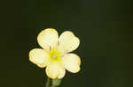 Stiff yellow flax